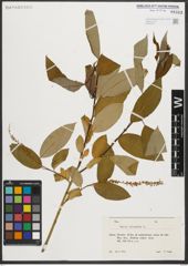Foto von Salix triandra L.